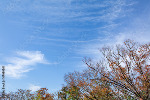 autumn calm blue sky and tree branches and trees in tokyo  japan 