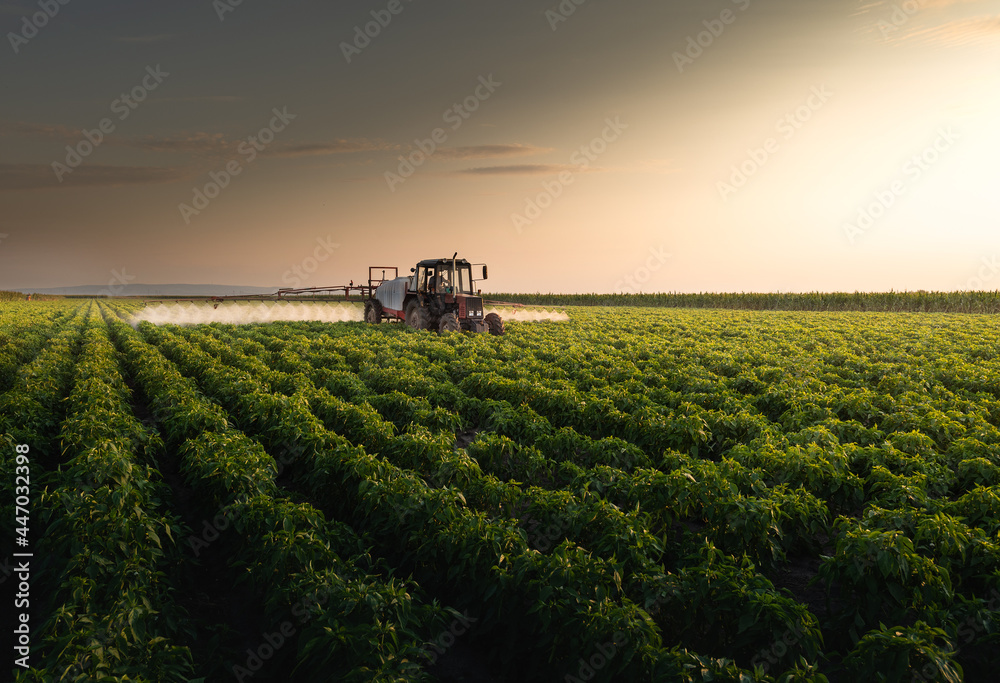 Fototapeta premium Tractor spraying vegetable field in sunset.