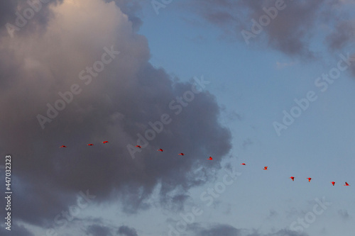 Red birds and clouds in the sky