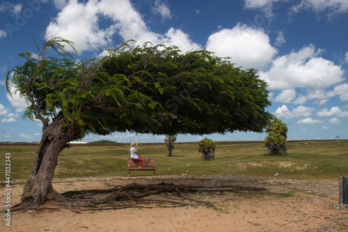 Tree molded by the wind - Árvore Penteada