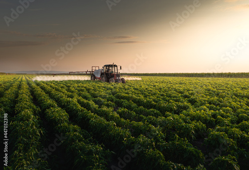 Tractor spraying vegetable field in sunset.