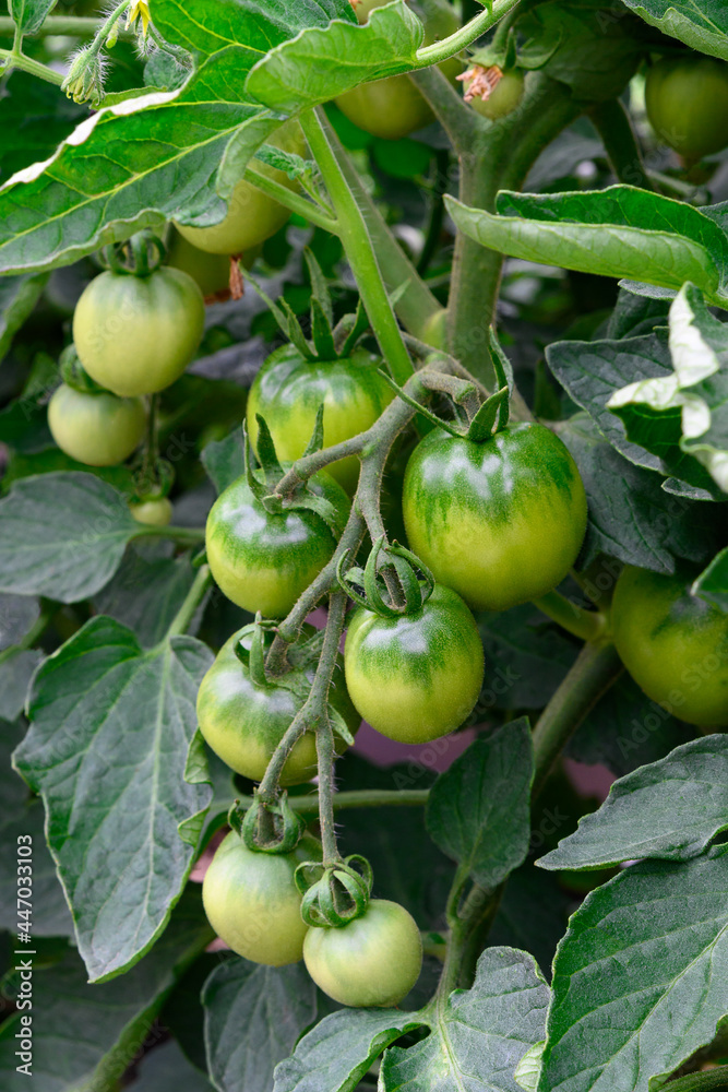 Bunch of unripe organic green tomatoes