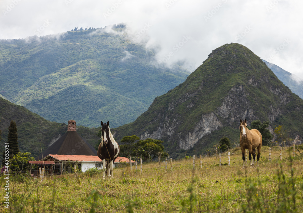 Two horses in a pastures with volcanoes in the background