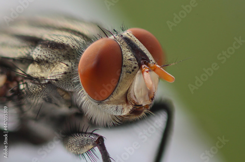 Billede på lærred Flesh Fly