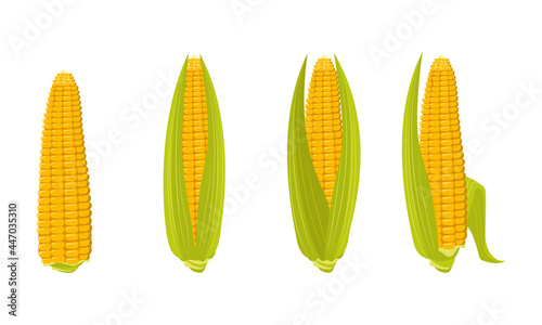 Set of corn cobs with leaves and grains. Summer and autumn harvest, delicious food. Vitamin source
