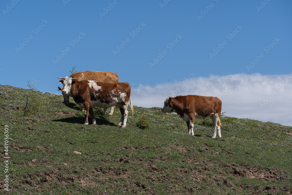 Cows on outdoor alpine meadow