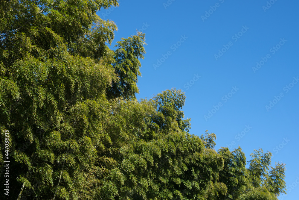 Obraz premium 青空の下の竹林