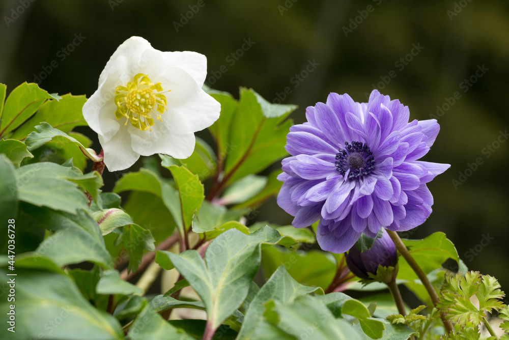 Obraz premium クリスマスローズとアネモネの花