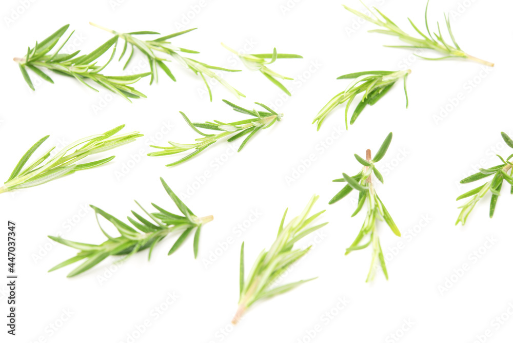 Branch of rosemary isolated on white background. Evergreen shrubs. Selective focus Branch of rosemary isolated on white background. Evergreen shrubs. Selective focus