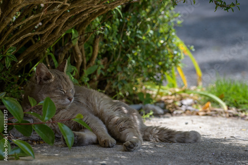 野良猫の昼寝