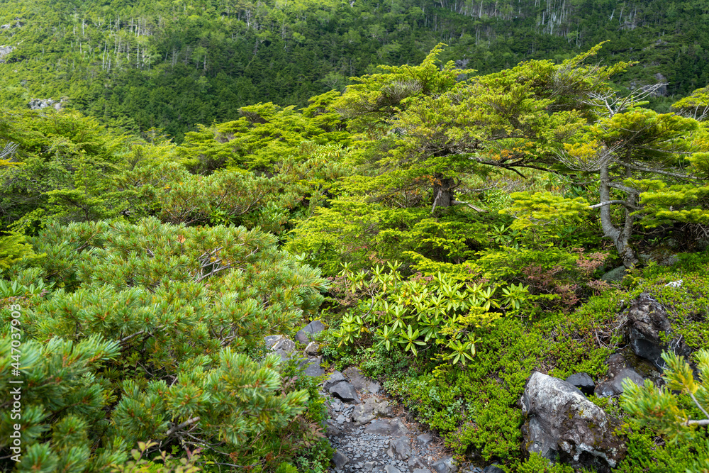 長野県の北横岳の登山道の風景 A view of the trail at Kita-Yokodake in Nagano Prefecture. 長野県の北横岳の登山道の風景 A view of the trail at Kita-Yokodake in Nagano Prefecture.