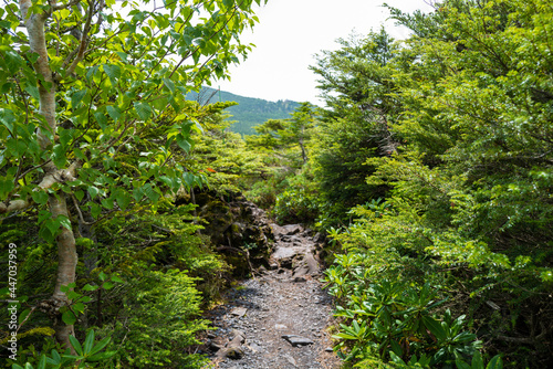 長野県の北横岳の登山道の風景 A view of the trail at Kita-Yokodake in Nagano Prefecture.