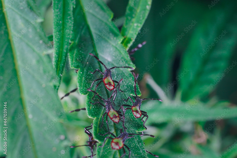 Fototapeta premium Stink, assassin bugs back side on cannabis, marijuana, hemp leaf. Macro photography shot insects close up on green leaf. Natural animal in garden outdoor. beautiful wildlife. Beetles bugs.