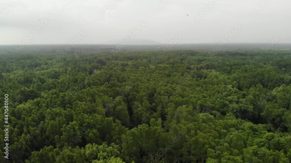 Aerial shot of Mangrove tree forest by dji Mavic Air Aerial shot of Mangrove tree forest by dji Mavic Air