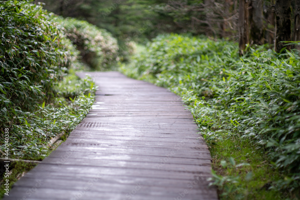 長野県の北横岳の登山道の風景 A view of the trail at Kita-Yokodake in Nagano Prefecture. 長野県の北横岳の登山道の風景 A view of the trail at Kita-Yokodake in Nagano Prefecture.
