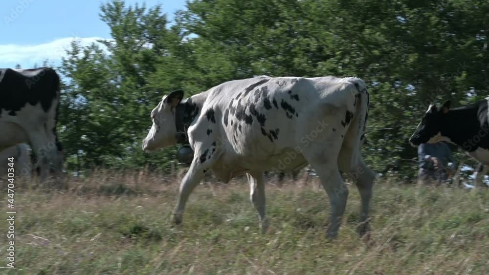 Mucche al pascolo Mucche al pascolo