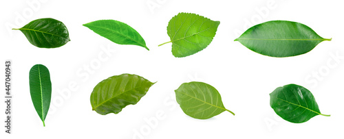 Leaves of jackfruit isolated on a white background