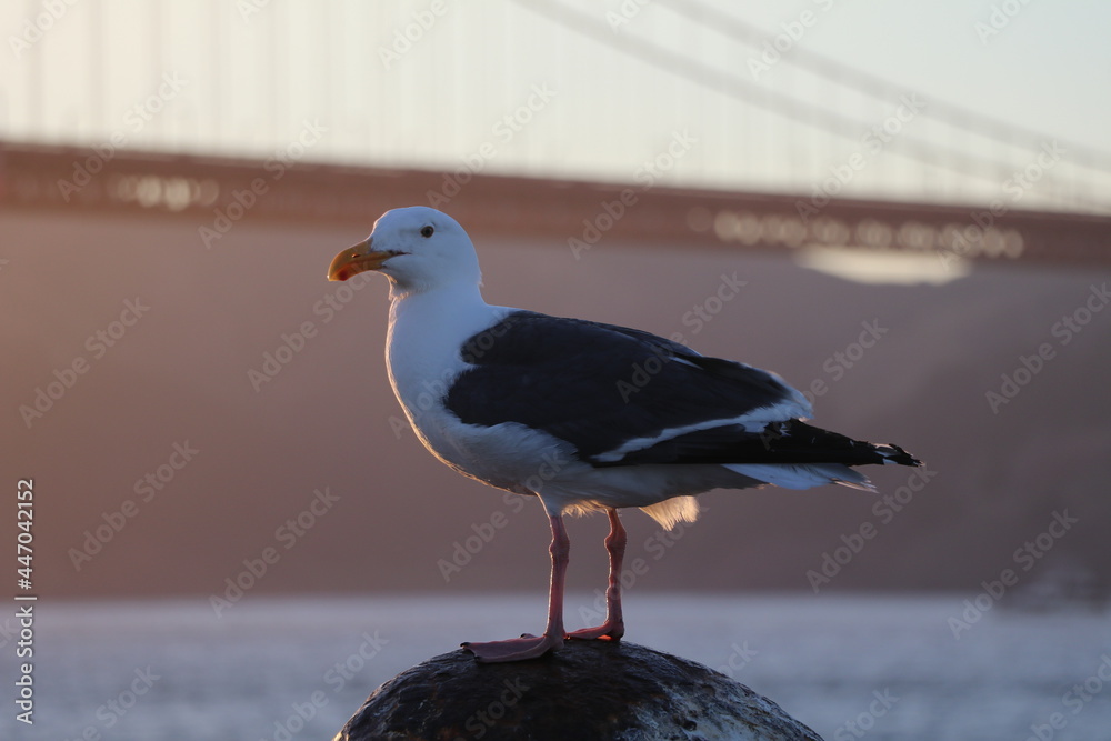 Obraz premium Tolle Aussichten von der Golden Gate Bridge in San Francisco in Amerika. Atemberaubender Sonnenuntergang mit eine Möwe im Vordergrund. Klarer Himmel.
