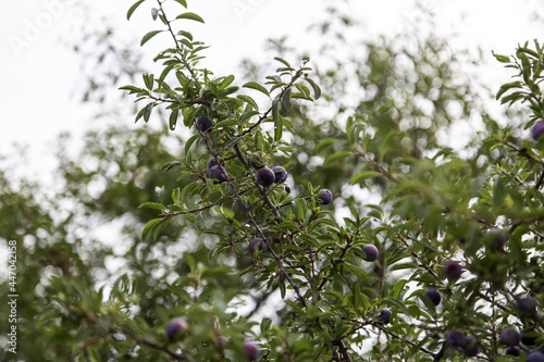 Sloes on a bush