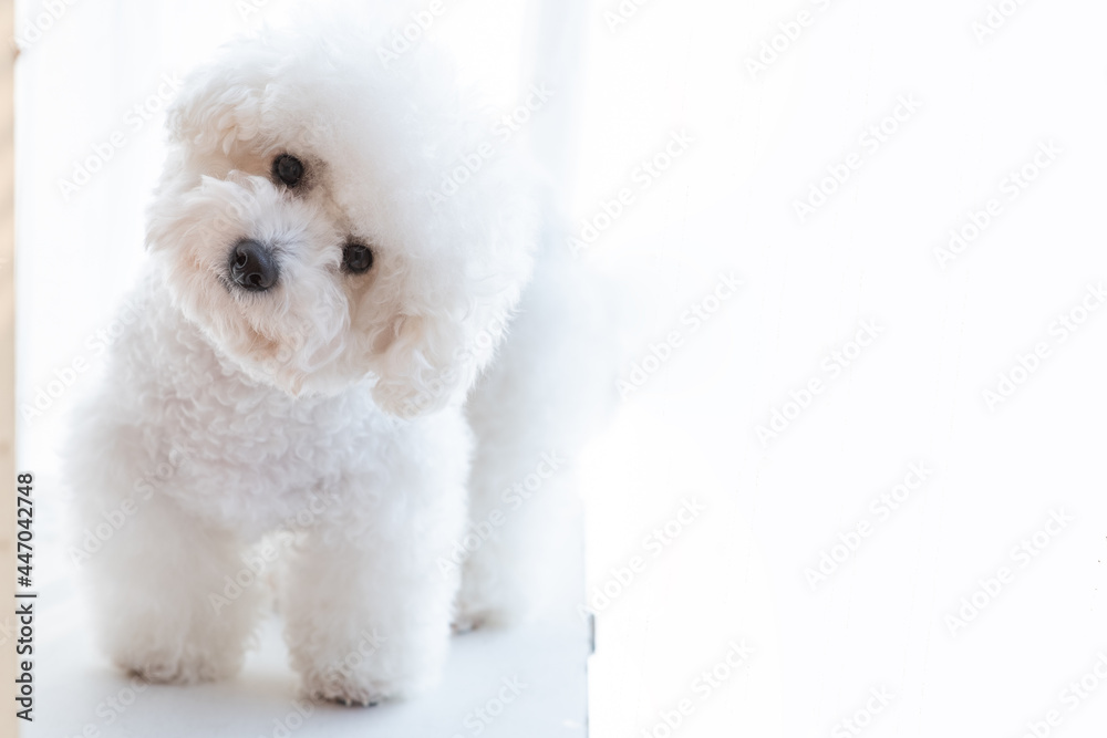 The dog is facing forward in the white background. The dog is facing forward in the white background.