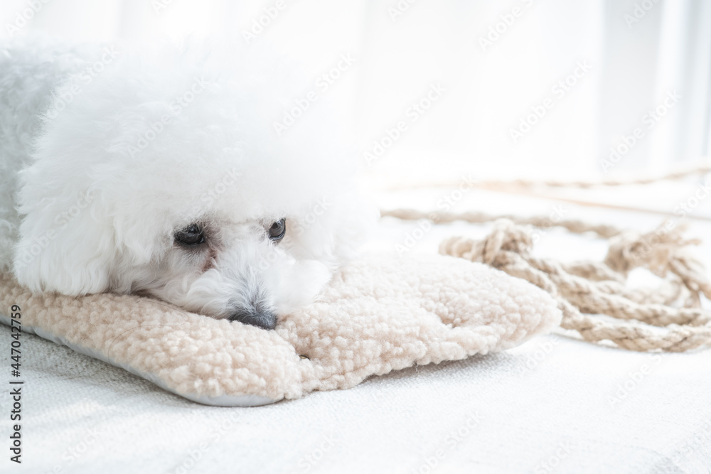 The puppy is waiting for someone. The puppy is waiting for someone.