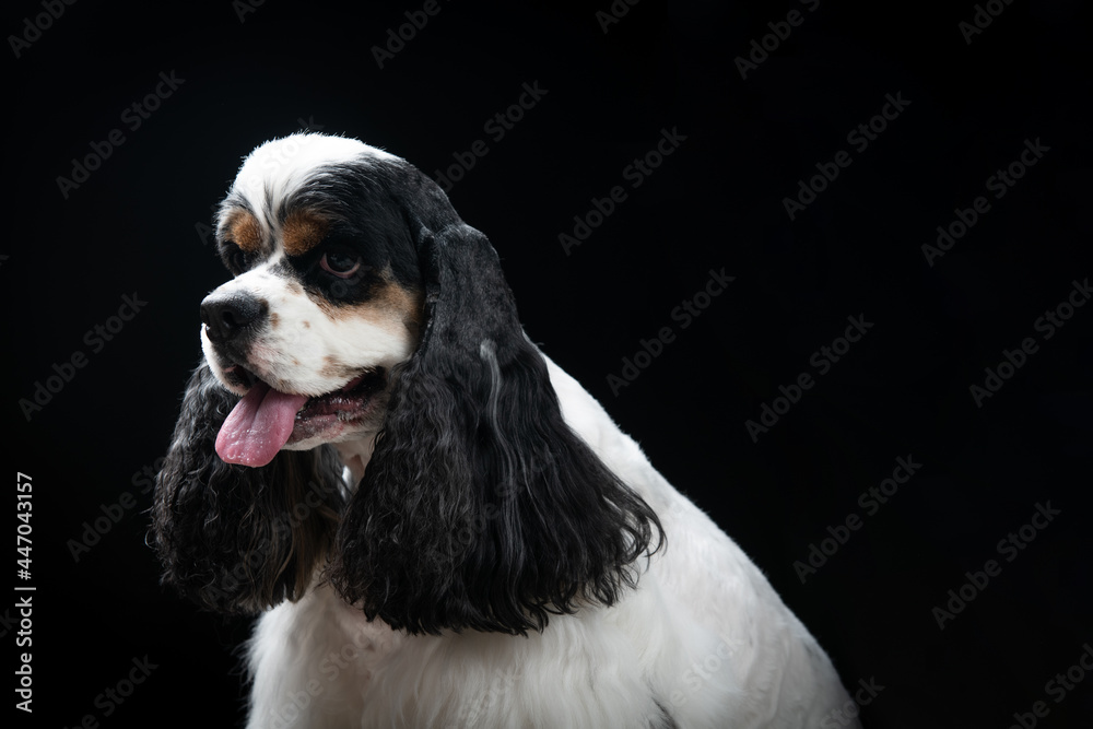 A dog is staring at something with a black background. A dog is staring at something with a black background.