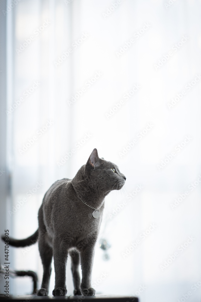 A gray cat is staring at something on the black table.