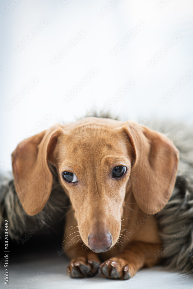 A cute little puppy is wearing a blanket.