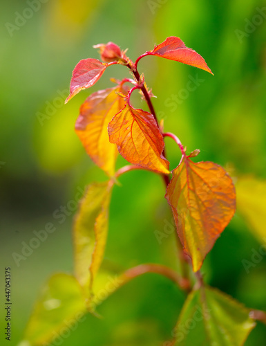 Leaves on the apricot tree