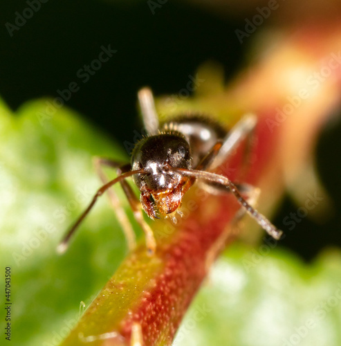 Close-up of an ant on a tree leaf.