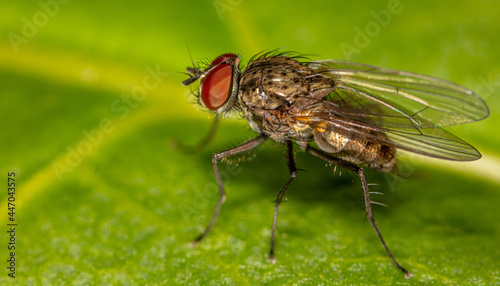 Close-up of a fly on a tree leaf. © schankz