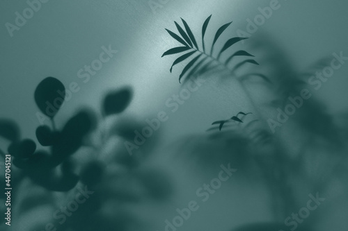 blurred picture with fog effect of palm leaves silhouettes behind frosted glass with backlight 