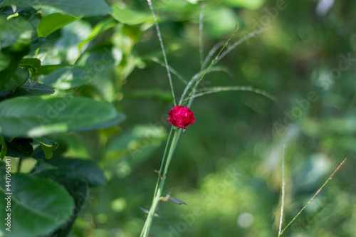 Red flowers and green leaves and blurred background © Rokonuzzamnan
