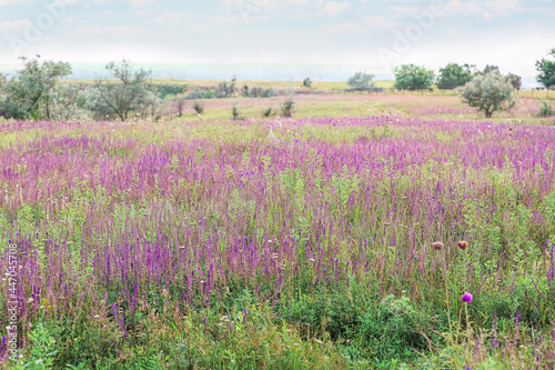 Beautiful sage field on summer day