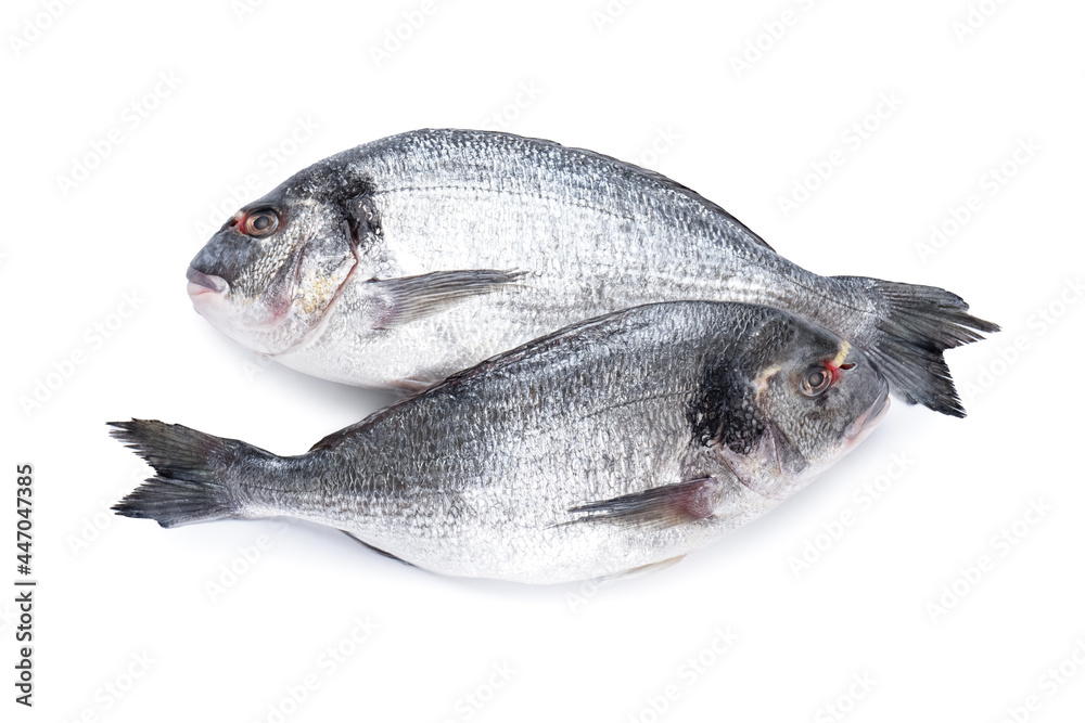 Raw dorado fishes on white background Raw dorado fishes on white background