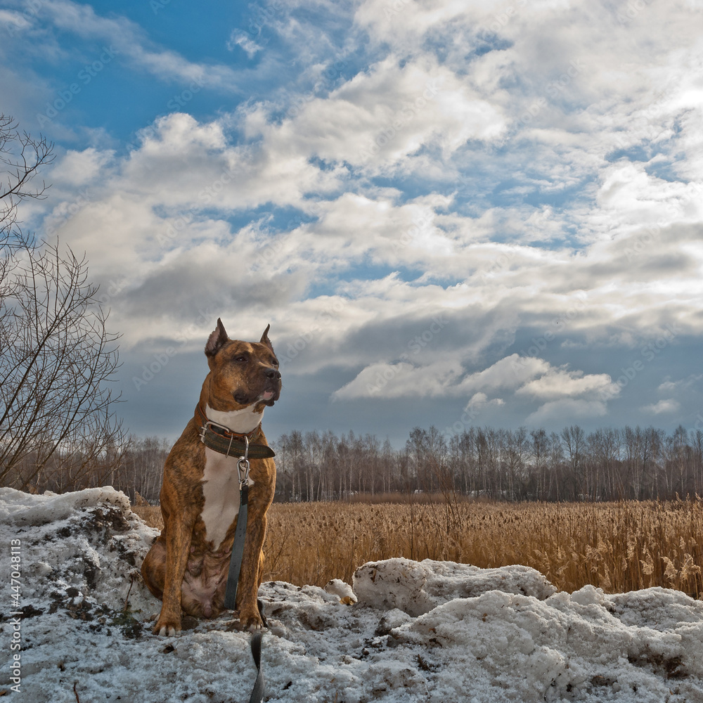 Thoughtful dog on snow field and sky background Thoughtful dog on snow field and sky background