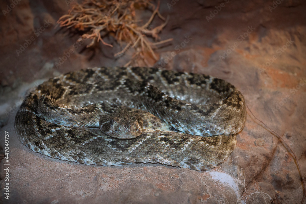 diamond rattlesnake close up diamond rattlesnake close up