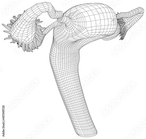 Female reproductive system on a white background. EPS10 format. Vector created of 3d.