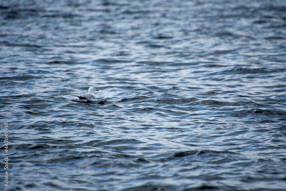 Gull swimming on a natural lake in july Gull swimming on a natural lake in july