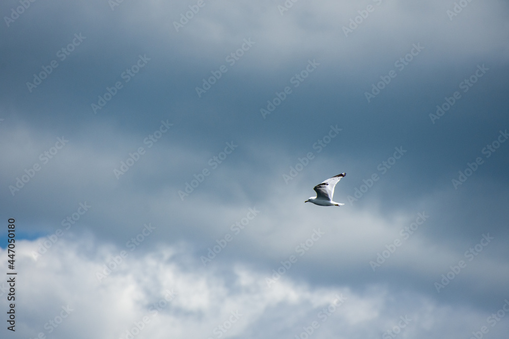 Gull flying in the blue sky on a sunny day