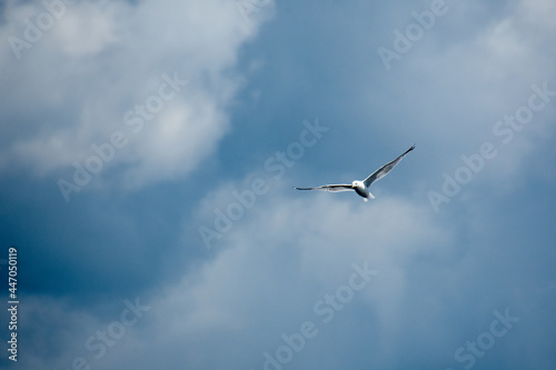 Gull flying in the blue sky on a sunny day