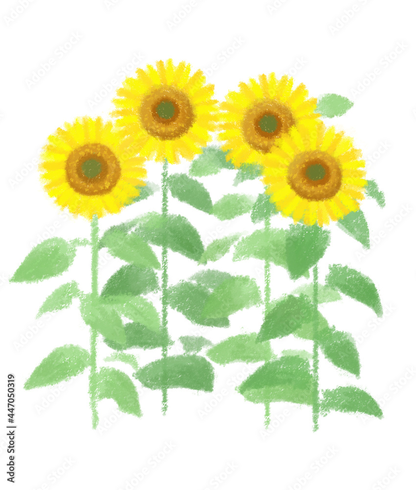 Obraz premium ヒマワリ素材