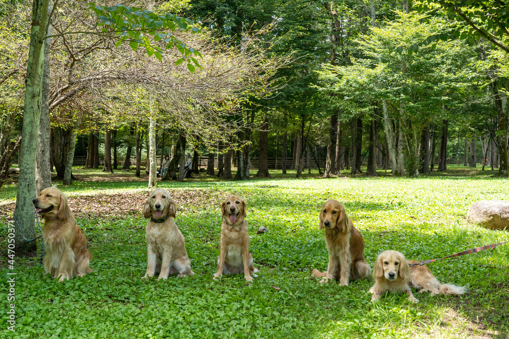 Naklejka premium ドッグリゾートWoof／ゴールデンレトニエル