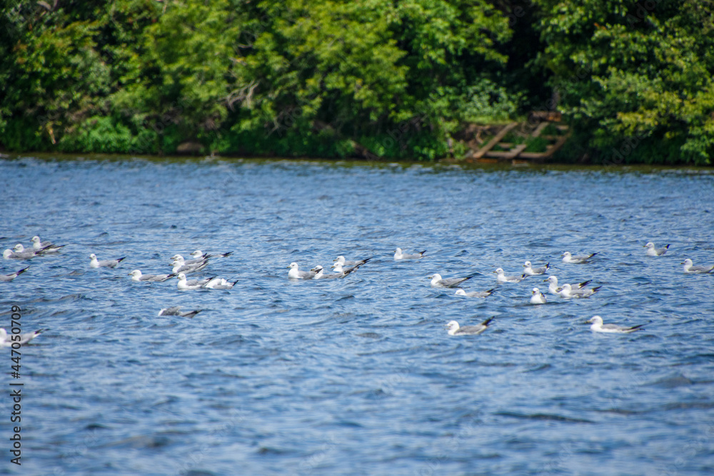Gull swimming on a natural lake in july Gull swimming on a natural lake in july