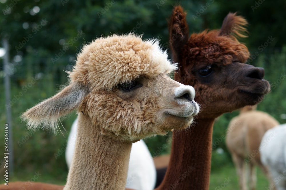 Obraz premium Alpaka
