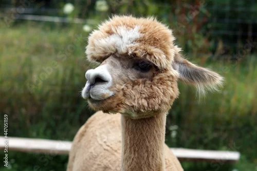Fototapeta samoprzylepna Alpaka