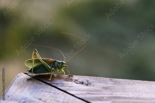 grasshopper on a leaf photo