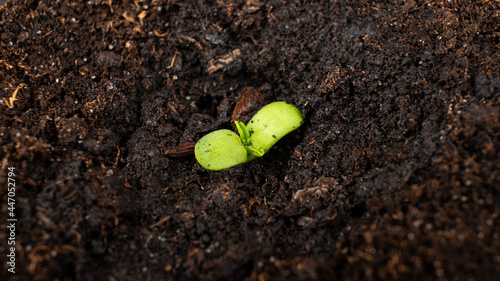 young green shoot of medical marijuana plant, cannabis sprouts in the ground