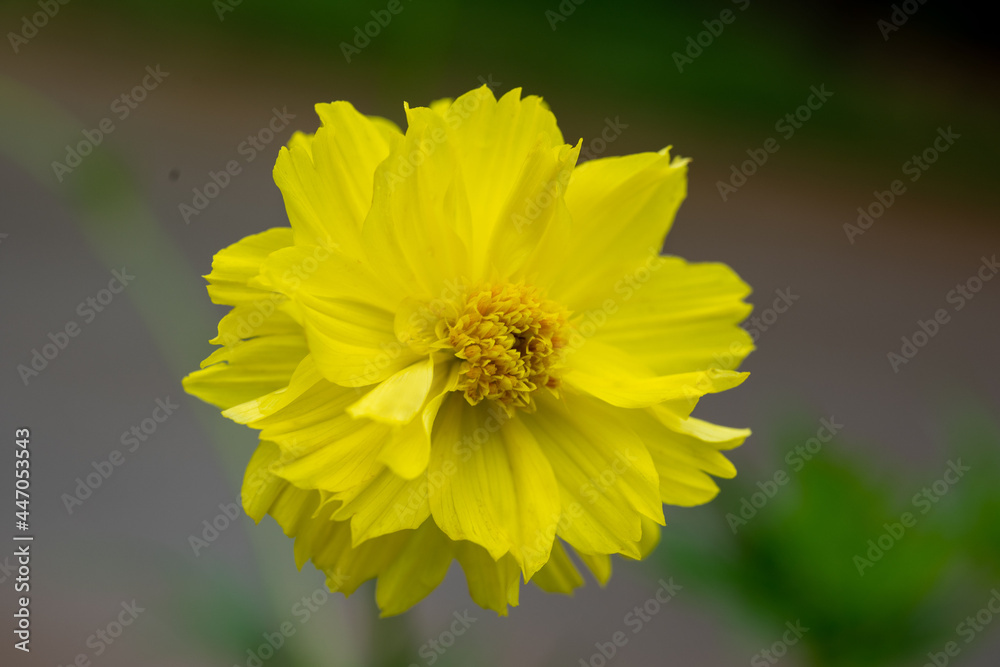 Yellow cosmos flower soft focus with some sharp and blurred background. Yellow flowers blooming beautifully in the garden with sot blur background. Yellow cosmos flower soft focus with some sharp and blurred background. Yellow flowers blooming beautifully in the garden with sot blur background.