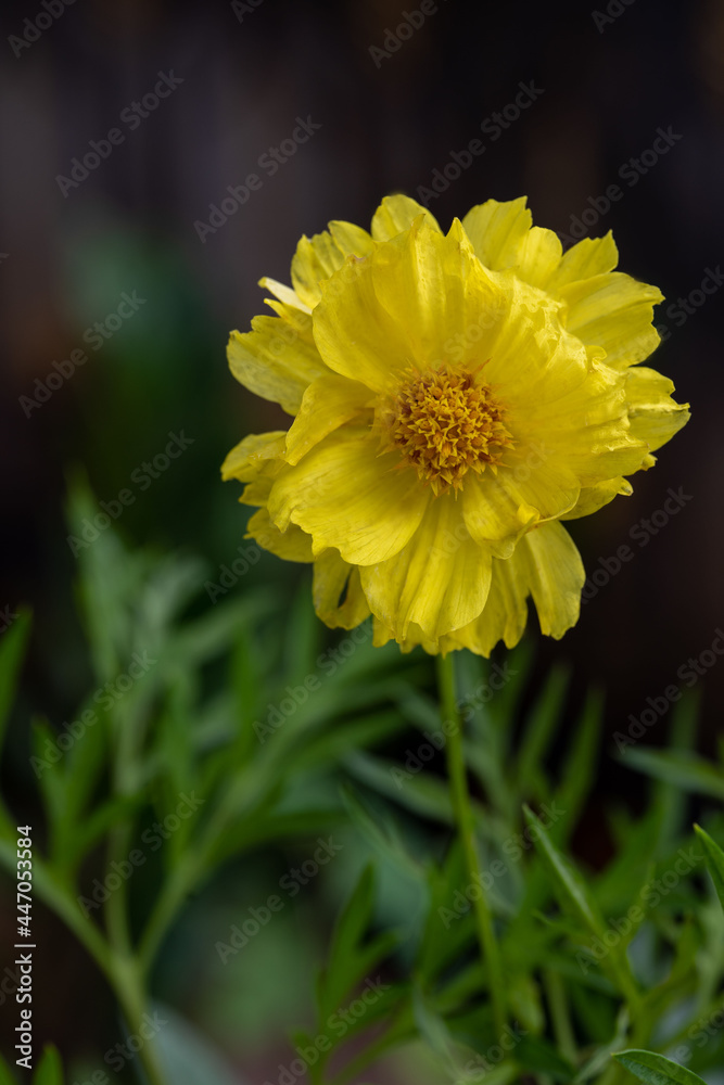 Yellow cosmos flower soft focus with some sharp and blurred background. Yellow flowers blooming beautifully in the garden with sot blur background.